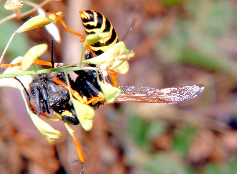 Polistes gallicus